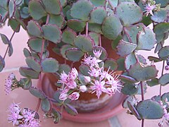 Sedum sieboldii 02.jpg