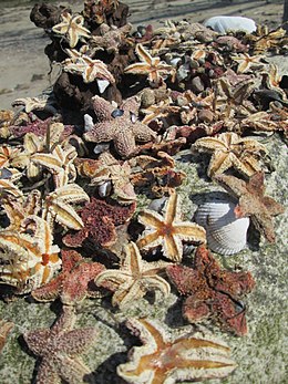 Asteroidea da Mar Baltico