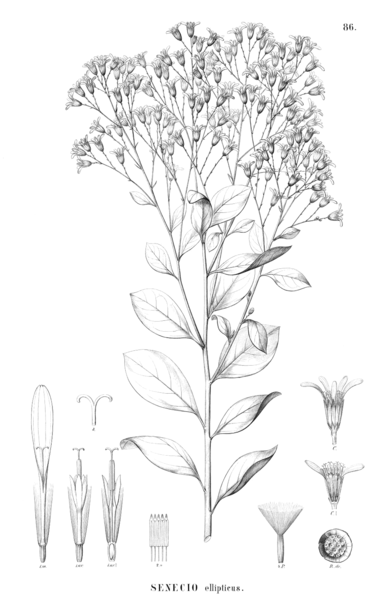 File:Senecio elliptcus-FB.png