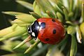 * Nomination: Seven spot ladybird (Coccinella septempunctata), Aston Upthorpe, Oxfordshire --Charlesjsharp 10:16, 15 May 2016 (UTC) * * Review needed