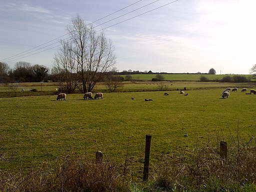 Sheep by the River - geograph.org.uk - 1947374