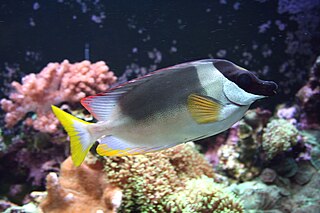 <span class="mw-page-title-main">Magnificent rabbitfish</span> Species of fish