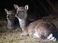 Sikahirsch mit Jungtier Tierpark Walldorf 2015.JPG