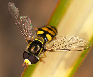 Fortune Salaire Mensuel de Simosyrphus Grandicornis Combien gagne t il d argent ? 10 000,00 euros mensuels