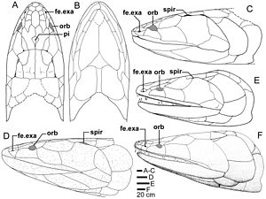 Skull and shoulder-girdle restorations of Edenopteron and other tristichopterids. A, B, C, Edenopteron; D, Eusthenodon E. Cabonnichthys; F, Mandageria Skull and shoulder-girdle restorations of Tristichopterids.jpg