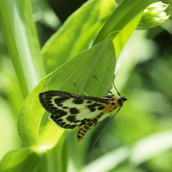 File:Small Magpie - Anania hortulata (9125465117).jpg