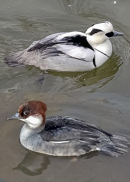 File:Smew.both.arp.600pix.jpg