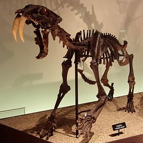 Esqueleto de Smilodon fatalis no Museu Nacional de Ciência do Japão, Tóquio, Japão