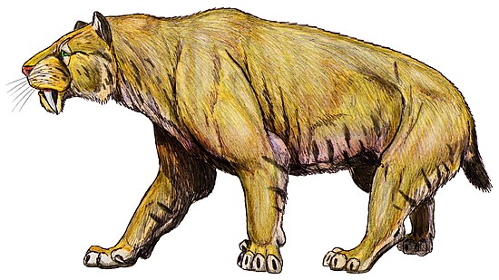 Smilodon. Cмилодон (Саблезубый тигр). Махайрод Смилодон. Саблезубые тигры Смилодоны. Смилодон популятор.