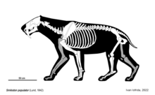 Ricostruzione scheletrica di Smilodon populator