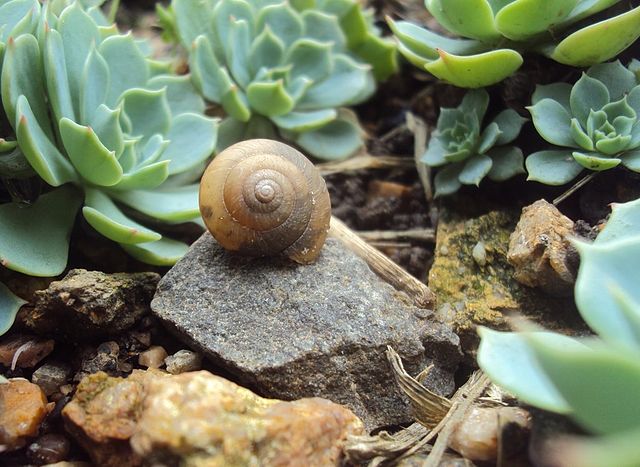 UM CARACOL PODE EMPATAR A VIDA A MUITA GENTE - A Esquina do Rio