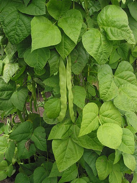 Snijboon peulen Phaseolus vulgaris.jpg