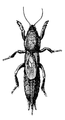 Neocurtilla hexadactyla