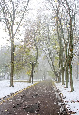 Snow. Avenue. Fog