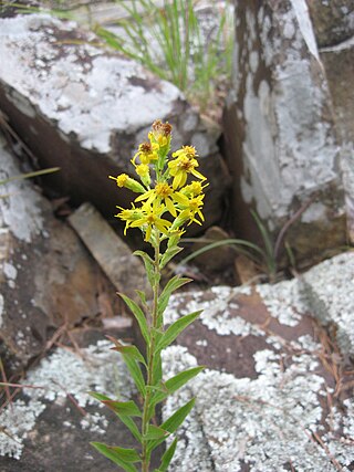 <i>Solidago petiolaris</i> Species of flowering plant