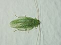 Thumbnail for Sorineuchora viridis