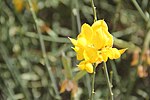 Miniatuur voor Bestand:Spanish broom(13).JPG