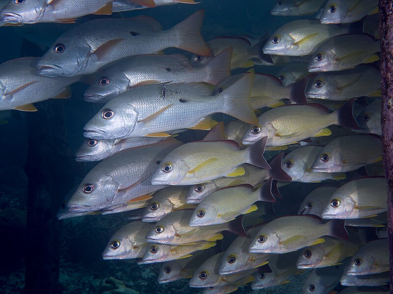 File:Spanish flag snapper (Lutjanus carponotatus), Blacktail snapper (Lutjanus fulvus), Onespot snapper (Lutjanus monostigma).jpg