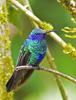 Bláeyrnabríi (Colibri coruscans)