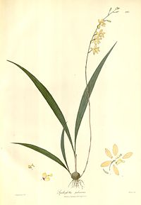 plate 203 Spathoglottis pubescens