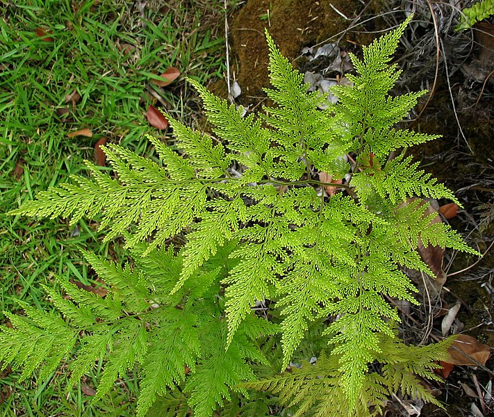 File:Sphenomeris chinensis (4831916881).jpg