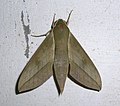 16 Sphingidae Family, Theretra clotho clotho. In this species, the oblique line runs into the one that comes in from the wing tip. In the closely related Theretra gnoma, the oblique line and that coming in from the wing tip miss each other, giving a double effect near the wing tip.