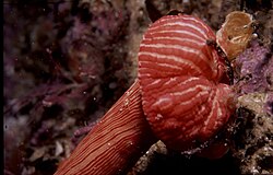 a close up of the parachute foot of a spinnaker anemone Spinnaker anemone foot.jpg