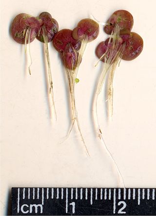 <i>Spirodela</i> Genus of aquatic plants