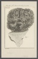 Spongia spec. - - Print - Iconographia Zoologica - Special Collections University of Amsterdam - UBAINV0274 112 02 0068.tif