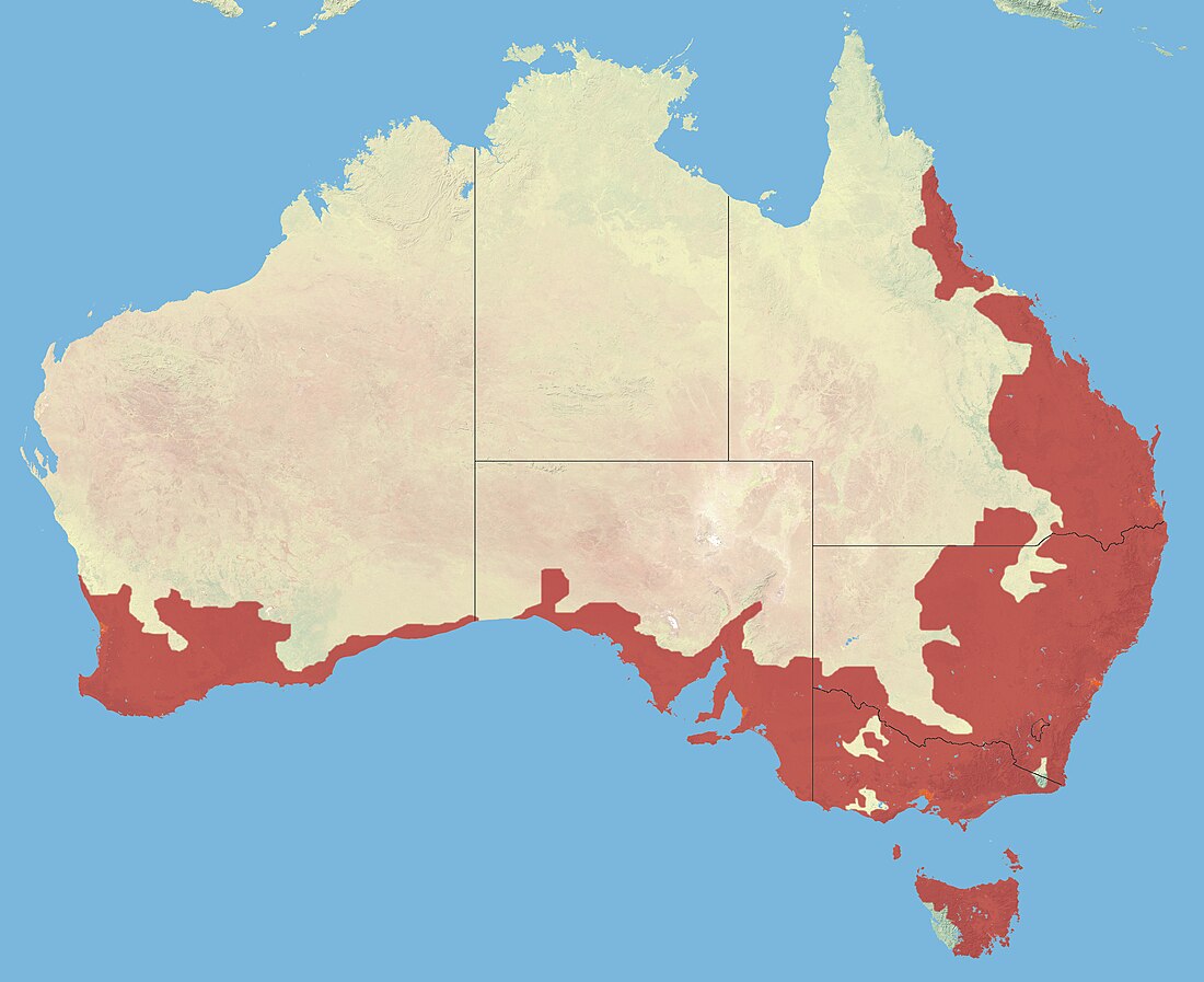 File:Spotted Pardalote Range.jpg