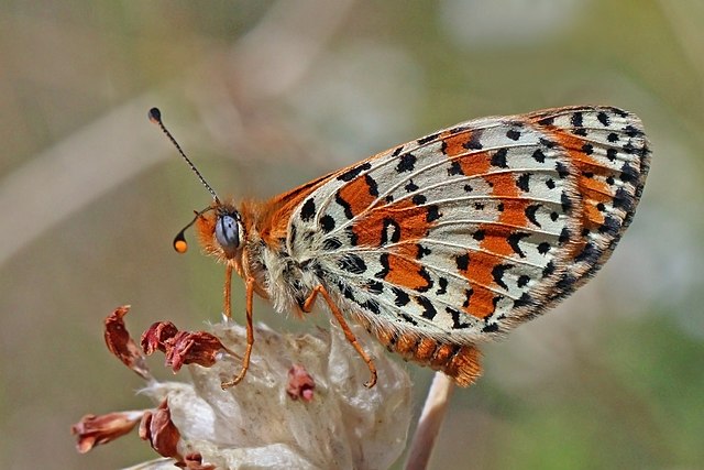 Шашечница красная (Melitaea didyma)