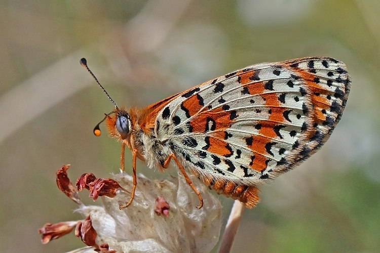 Шашечница красная (Melitaea didyma)