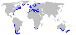 Distribuição natural de Squalus acanthias (em azul)