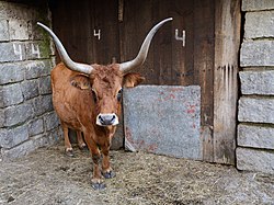 Cachena bull in Terras de Bouro, Portugal Sta Isabel do Monte, Portugal (8377515756).jpg