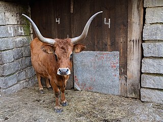<span class="mw-page-title-main">Cachena</span> Breed of cattle