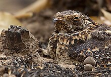 Standard-winged nightjar in the Gambia Standard-winged Nightjar 2.jpg