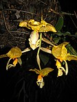 Stanhopea wardii - Flickr 004. jpg