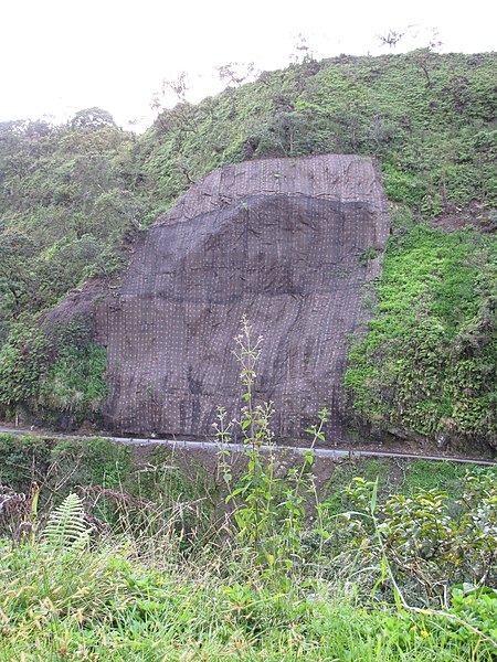 File:Starr-091104-9326-Hedychium flavescens-habitat with rock slide mesh-Hana Hwy-Maui (24358428344).jpg