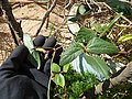 Starr-150325-0525-Psophocarpus tetragonolobus-leaves-Residences Sand Island-Midway Atoll (24635294654).jpg