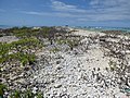 Starr-150402-0612-Tournefortia argentea-shipwreck Water Barge-Spit Island-Midway Atoll (25247239356).jpg