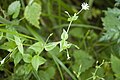 Français : Stellaria nemorum La Hérie (Aisne), France