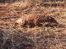 Ground pangolin Steppenschuppentier2.jpg