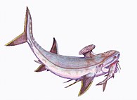 Stethacanthus1DB.jpg