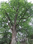 Pedunculate oak in Urfahr