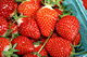Strawberries picked.jpg