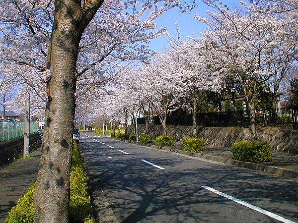 A road lined with cherry blossom trees in Machida
