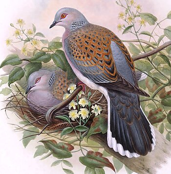 Streptopelia turtur. John Gould. The birds of Great Britain.jpg