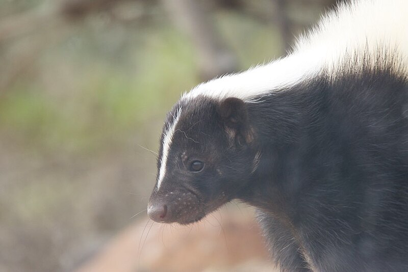 File:Striped Skunk - Desert Museum - Tucson - AZ - 2015-10-12at10-56-373 (21631786464).jpg