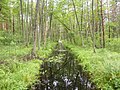 Polski: Ciek wodny o nazwie Struga - widok z kładki w pobliżu jeziora Joninko w kierunku ujścia do jeziora Wdzydze English: Struga stream - a tributary of Wda and Wdzydze lake