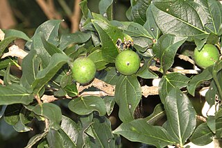 <i>Strychnos potatorum</i> Species of plant